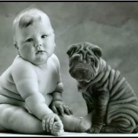 perros y bebes